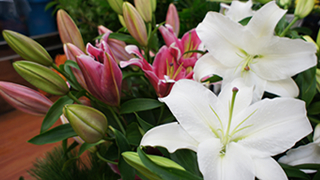 コムアミジマ　花