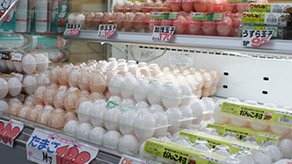 コムアミジマ　卵